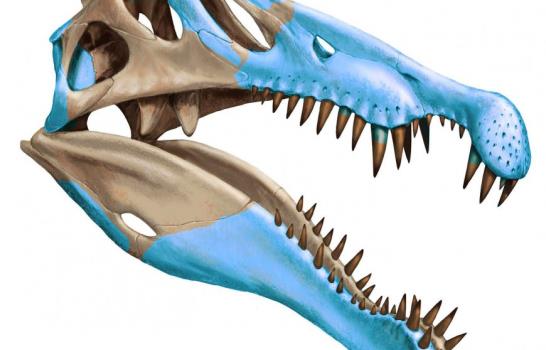 El Spinosaurus aegyptiacus, el mayor depredador del Cretácico, sabía nadar