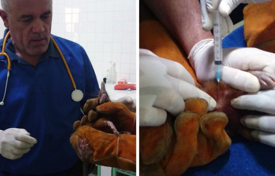 Someten a exámenes médicos al solenodonte rescatado en Puerto Plata