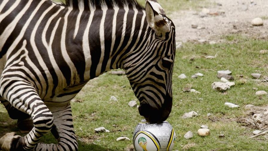 La cebra también juega al fútbol La cebra también juega al fútbol