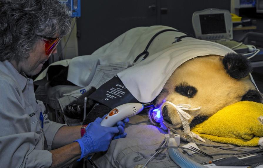 Una panda gigante visita al dentista