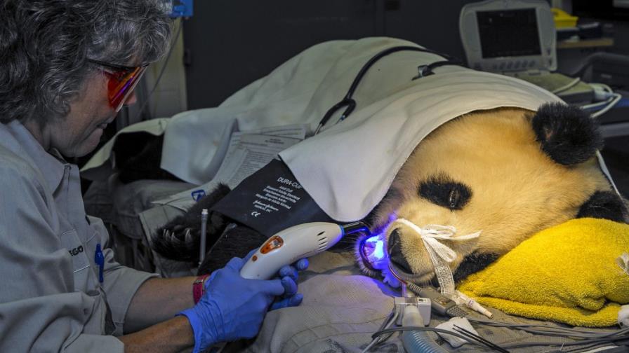 Una panda gigante visita al dentista