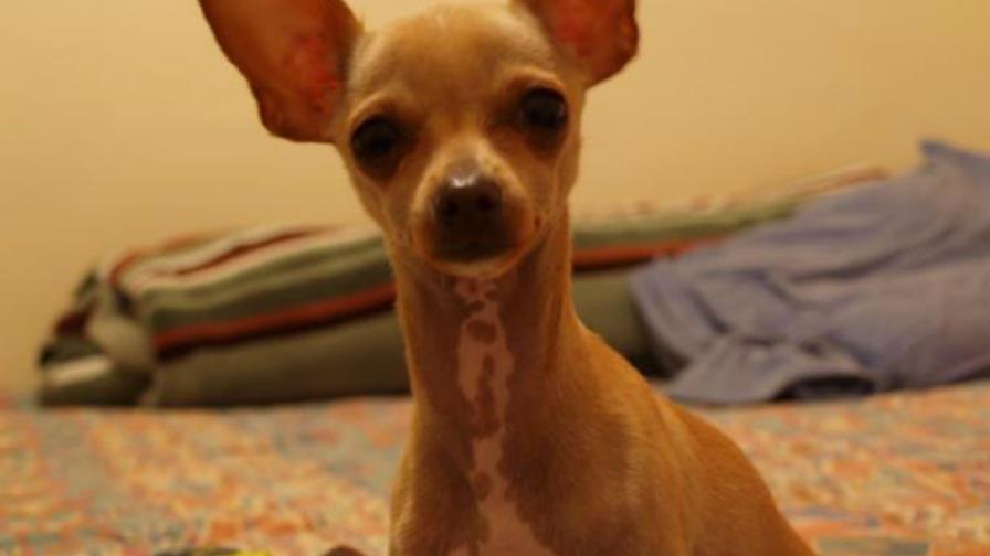 Inyecciones para detener el celo