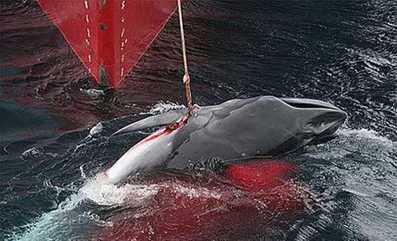 Japón mata 30 ballenas en primera cacería del año