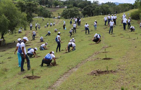 Empleados del Banco Popular siembran más de 6,000 pinos en San José de las Matas