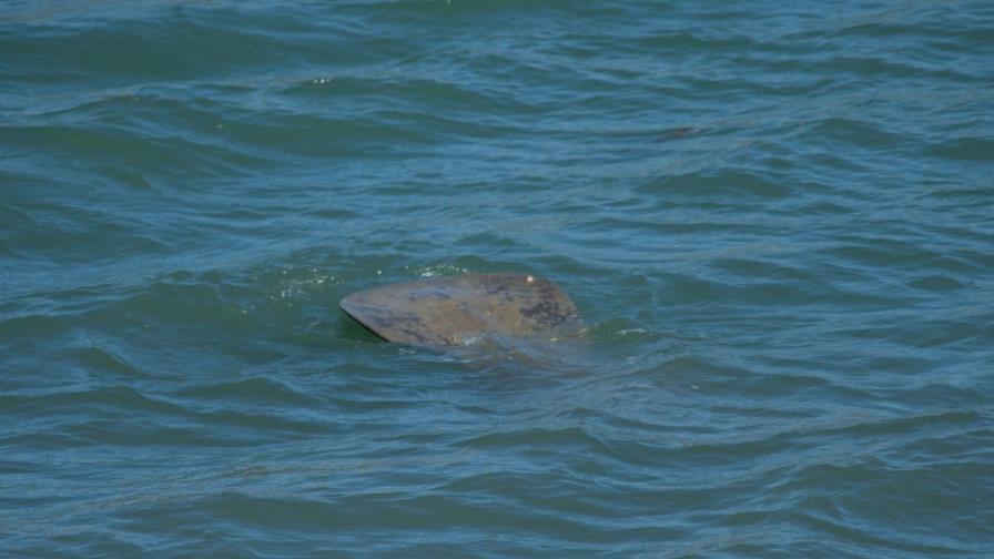 Observación de manatís en Estero Hondo