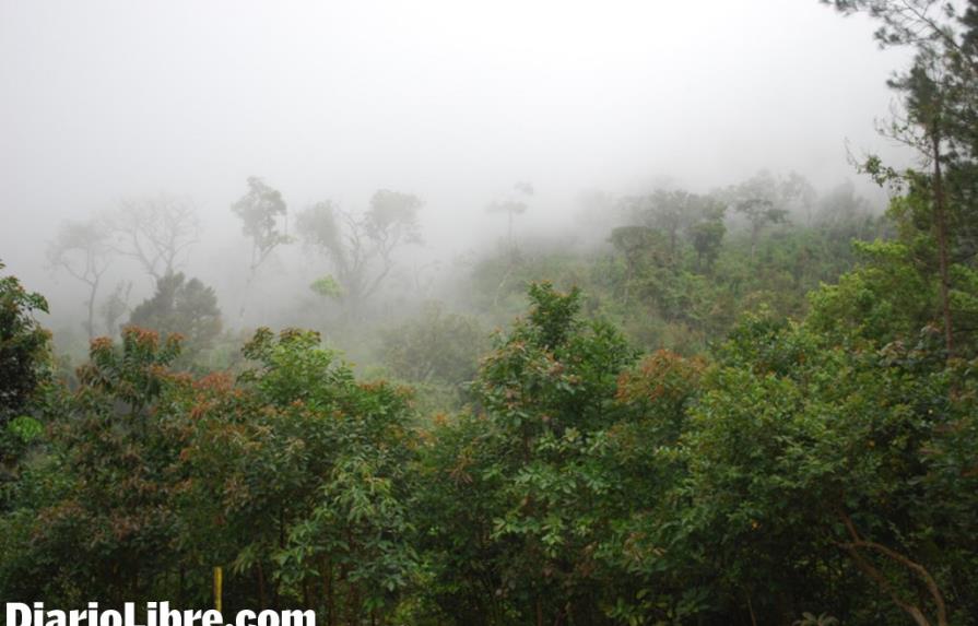 La foresta como parte del desarrollo