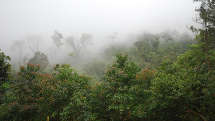 La foresta como parte del desarrollo