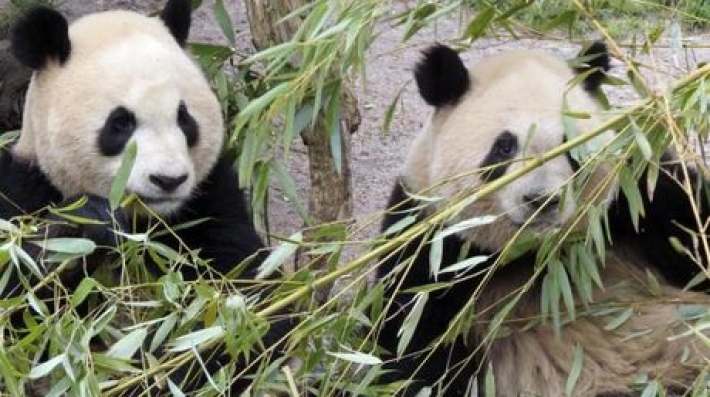 Autoridades chinas prohíben usar osos panda como adivinos en el Mundial Autoridades chinas prohíben usar osos panda como adivinos en el Mundial
