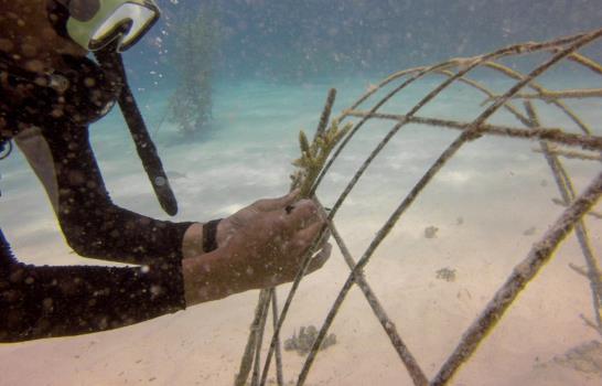 Extinción de los arrecifes de coral, una amenaza para el turismo dominicano
