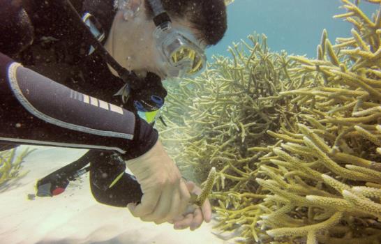 Extinción de los arrecifes de coral, una amenaza para el turismo dominicano