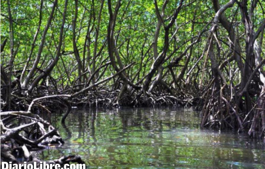 Confirman extracción y tala manglares Yásica