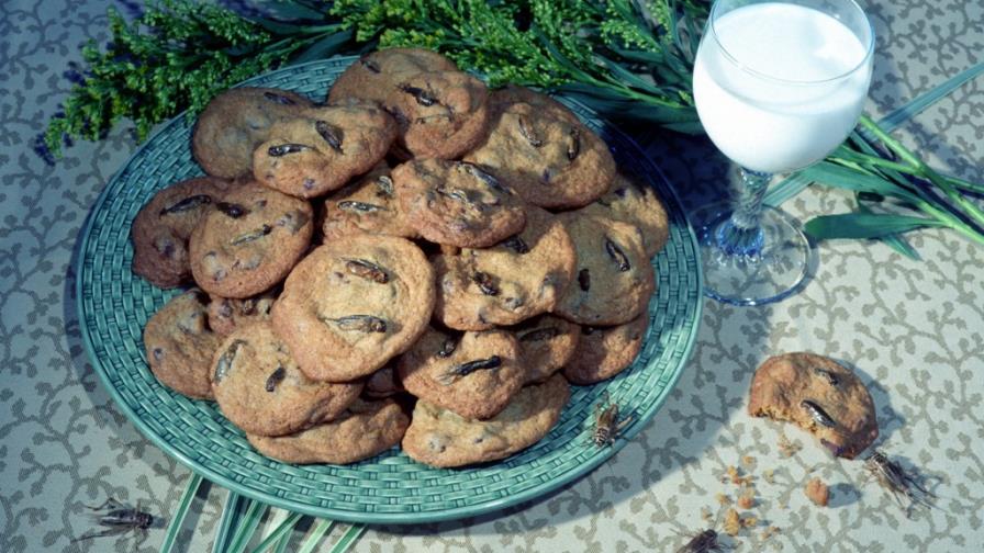 Estados Unidos: Museo sirve golosinas de grillos y gusanos