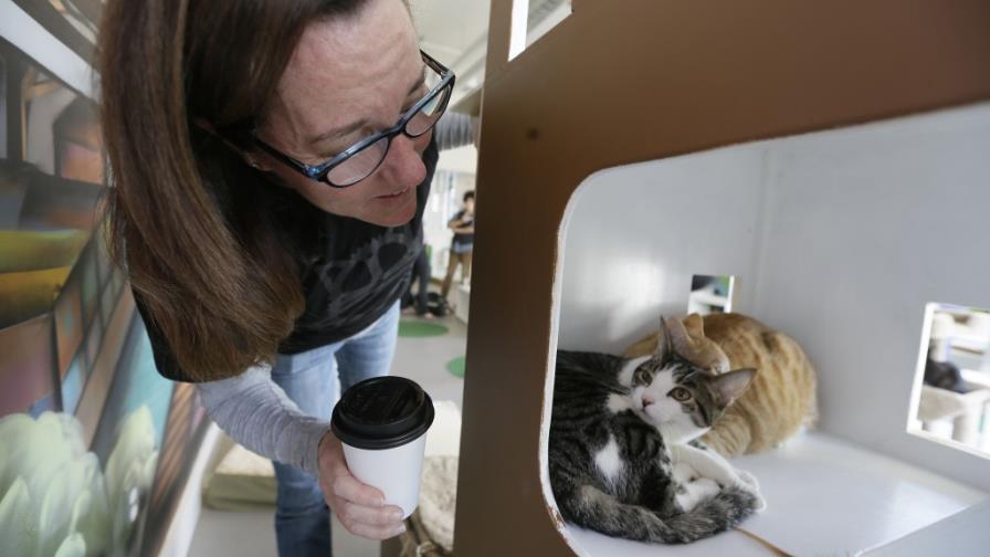 Local en California ofrece café y amor de gatos