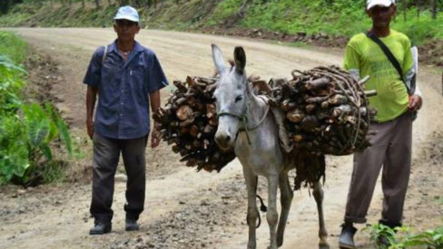 El burro pasó de tareas agrícolas a turísticas