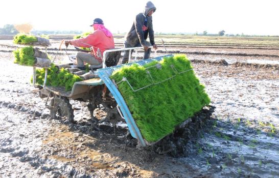 Agricultura asegura uso de tecnología revolucionará siembra de arroz