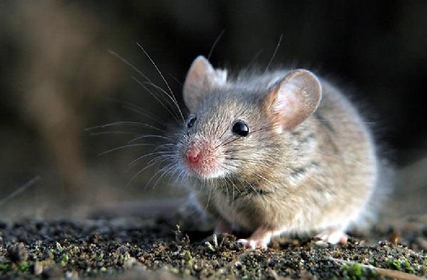 Pacientes de cáncer prueban fármacos en ratones