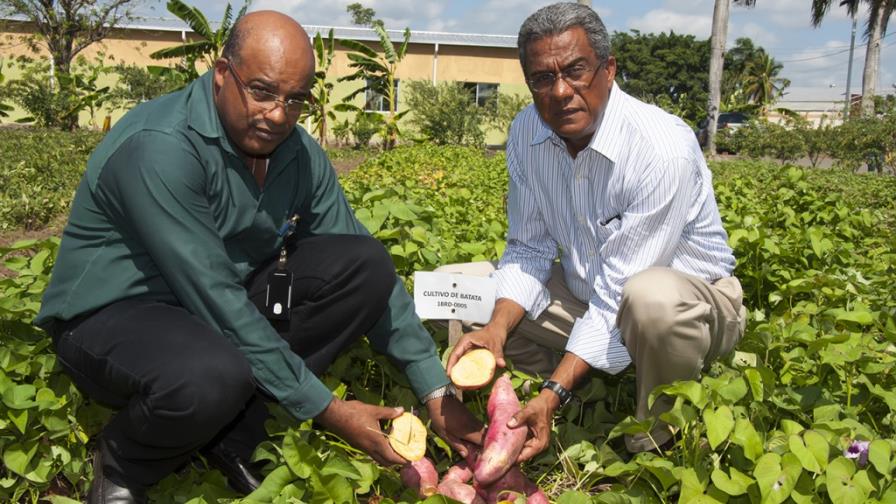 IDIAF presenta 18 variedades de batata de alta productividad IDIAF presenta 18 variedades de batata de alta productividad