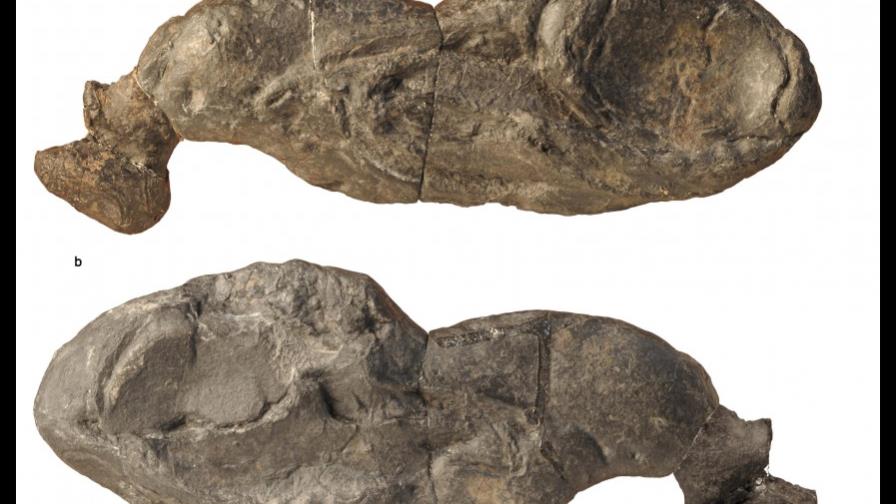 Tiburón del paleozoico arroja luz sobre la evolución de los vertebrados Tiburón del paleozoico arroja luz sobre la evolución de los vertebrados