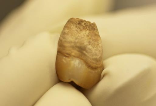 La niña de Yucatán está emparentada con los indígenas americanos actuales La niña de Yucatán está emparentada con los indígenas americanos actuales