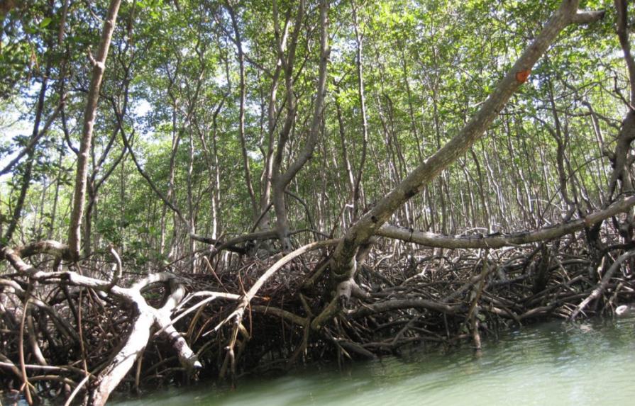El Ministerio de Medio Ambiente sanciona por la tala de manglares