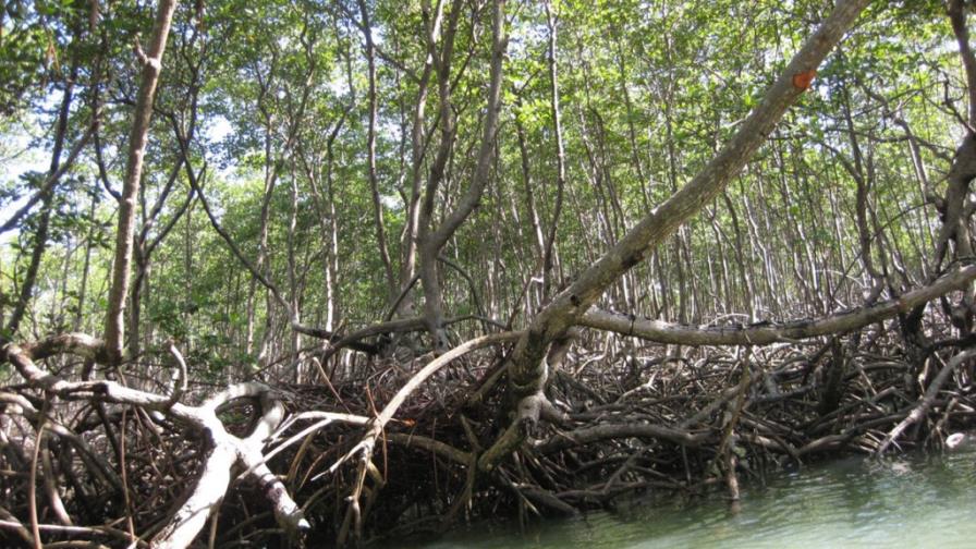 El Ministerio de Medio Ambiente sanciona por la tala de manglares