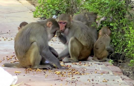 Los hombres mono de Nueva Delhi