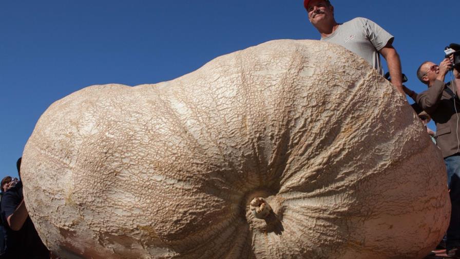 Calabazota de 993 kilos impone nuevo récord