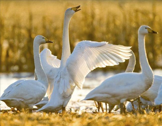 Detectan el virus de la gripe aviar en excrementos de cisnes