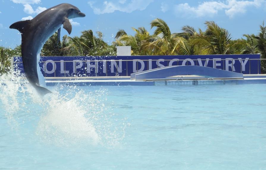 Piden que Medio Ambiente detenga delfinario en Punta Cana