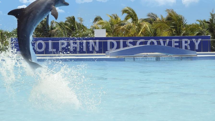 Piden que Medio Ambiente detenga delfinario en Punta Cana