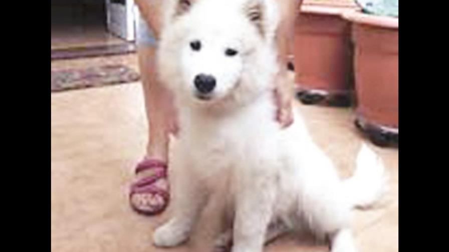 Mi mascota Mi mascota