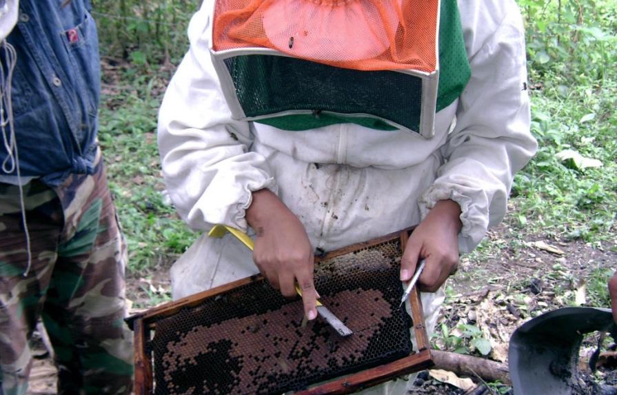 Miel, dulce exportación que crece un 24% anual