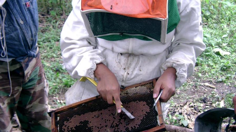Miel, dulce exportación que crece un 24% anual