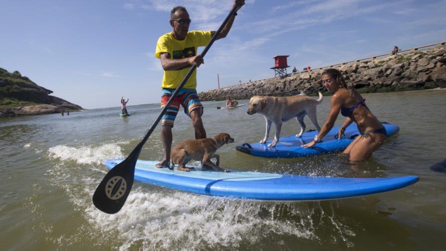 Perros montan las olas en Brasil