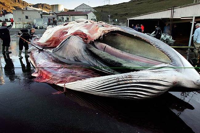 Japón seguirá pescando ballenas en el Pacífico aunque reducirá las capturas