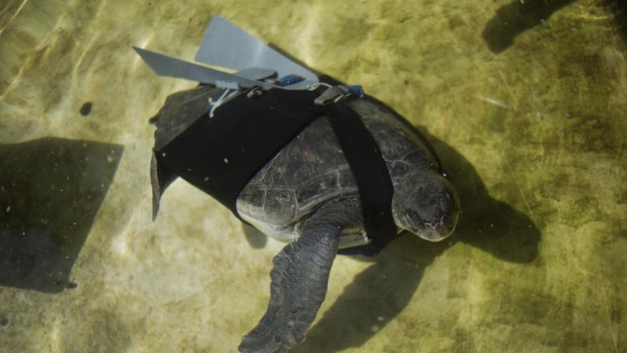 Israelíes diseñan aleta artificial para tortuga