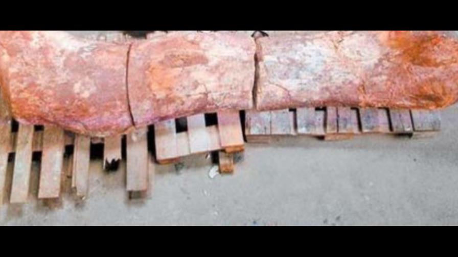 Hallan en Argentina restos del dinosaurio más grande descubierto hasta ahora Hallan en Argentina restos del dinosaurio más grande descubierto hasta ahora