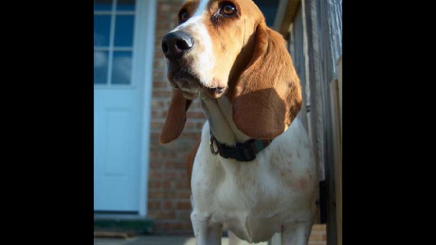 Mi mascota