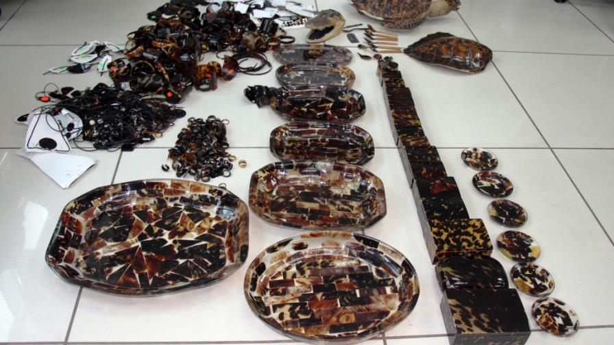 Medio Ambiente decomisa artesanía hecha con concha tortuga de carey