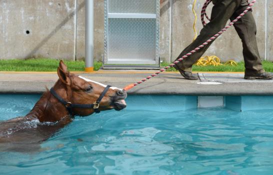Jockeys en México sueñan con EEUU