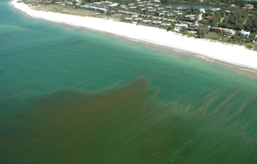 Algas tóxicas amenazan a la Florida