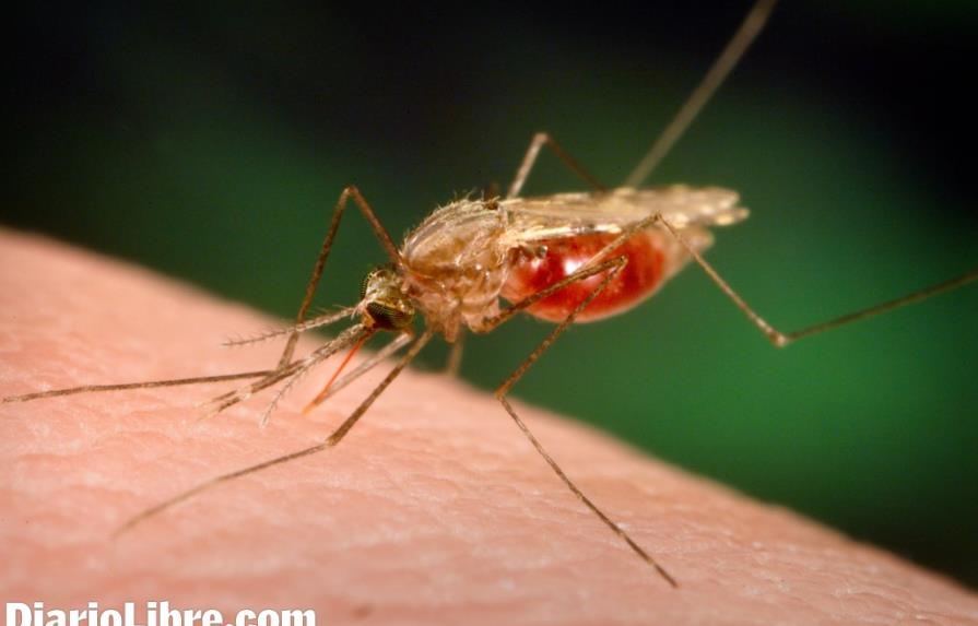 La República Dominicana logra controlar la malaria, según las autoridades de Salud