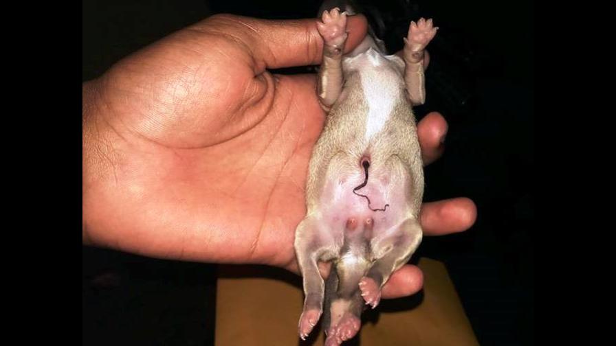 Crea asombro nacimiento perrito con seis patas y dos penes