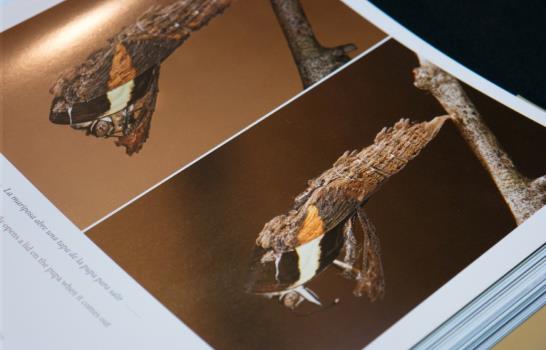 Eladio Fernández y sus 12 metamorfosis