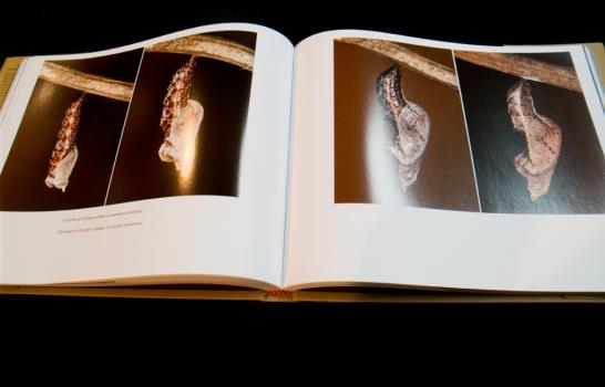 Eladio Fernández y sus 12 metamorfosis