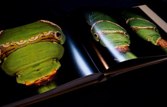 Eladio Fernández y sus 12 metamorfosis