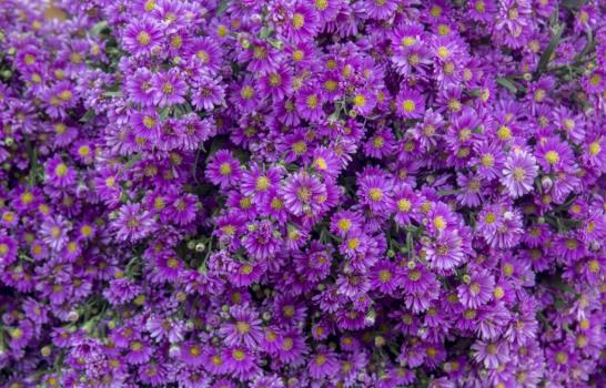 El mercado de las flores: entre el auge y la informalidad