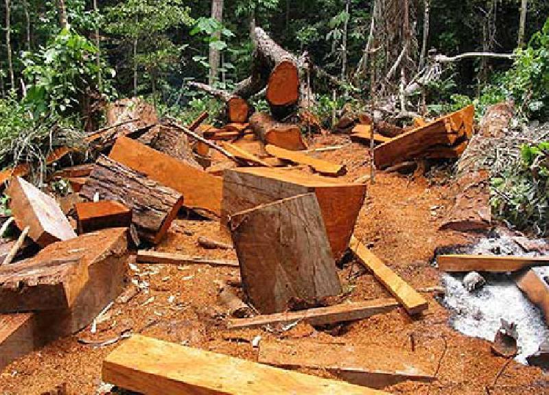 La tala ilegal es el origen del 40 % de caoba y cedro que Perú envía a EE.UU.