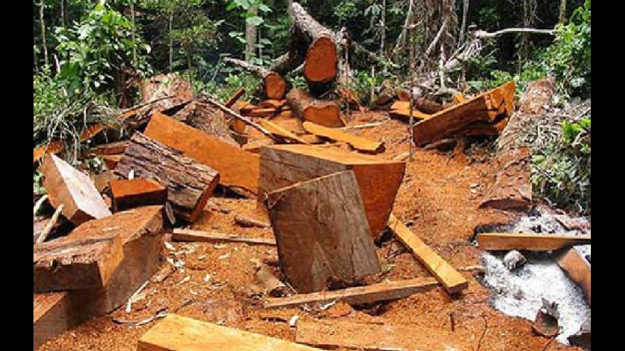 La tala ilegal es el origen del 40 % de caoba y cedro que Perú envía a EE.UU.