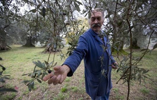 Cultivos dañados podrían traducirse en mayor precio del aceite de oliva